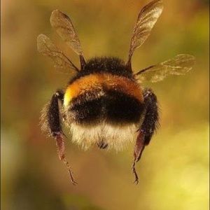 Meet your Posher, Bo